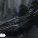 War for the Planet of the Apes is intense and incredible. All Images: Fox